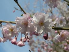椿山荘で桜探し