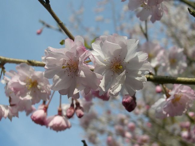 ソメイヨシノが開花したが見ごろになるのは少し先かなというので　それなら早咲きの桜を探しに椿山荘へ行ってみました<br /><br />これが大正解というより少し遅かった<br /><br />もう少し早く気がついてれば見たい桜たくさんあったのに残念だ<br /><br /><br />主だった桜は　冬桜（ほぼ終わり）、啓扇桜（終わり）、やまがたおばこ（終わり）、寒緋桜（そろそろ見ごろ）、河津桜（終わりつつある）、修善寺桜（おわり）、陽光（見ごろ）、小彼岸桜（見ごろ）、越の彼岸桜（見ごろ）、東海桜（完全に終わり）、おかめ（見ごろは過ぎた）、プリンセス雅（見ごろ）、ジンダイアケボノ（４分咲き）などほとんど終わってるのも含めれば見れる<br />（すべて個人的主観です）<br /><br />