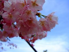 ベビーピンクの春の風★2008【奈良】　