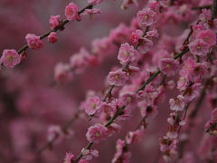 三重県北部　いなべ梅林公園へ花見