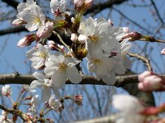 江戸川公園の桜咲き始めた