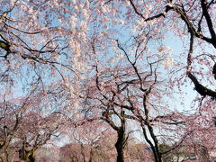 見頃を迎えはじめた三嶋大社の枝垂桜　2008.03.25 今日の富士山