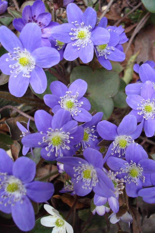 　「新潟県の草花」として指定された雪割草。例年訪ねている大崎雪割草の里、今年は満開時に訪ねました。平日にも関わらず多くの人たち（観光バスやマイクロバスで関東方面からも）が春一番の花を満喫していました。<br /><br />　地元の人達（地元の小学生も）の管理がゆきとどき年々素晴らしい里になってきていました。散策する通路も整備され、通路からの草花も素晴らしいのですが、日本海や佐渡島も見渡せ最高の景勝地です。又、隣接して日帰り温泉もありのんびり一日を過ごせます。<br /><br />新潟県の草花　http://www.pref.niigata.lg.jp/kouhou/1204563616153.html<br />越後雪割草街道　http://www.echigo.ne.jp/~naga-con/topics/yukiwarisoukaidou.html<br />大崎雪割草の里　http://www4.ocn.ne.jp/~yukiwar1/page0707.html<br />角さんの台所　http://www.chotetsu.com/kitchen.html<br />越後雪割草街道の旅のツアー　http://www.jrniigata.co.jp/view/page/01.html<br />雪国植物園　http://www.niks.or.jp/syokubut/<br /><br /><br /><br />