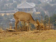 思い立って若草山にハイキング