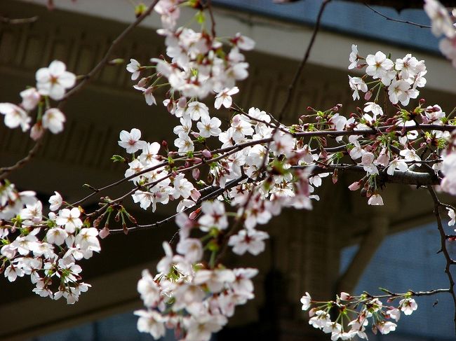 江戸時代の、伝馬町牢屋敷の跡地の公園<br /><br />十思公園の桜は満開にはまだ早いのでしょうが<br /><br />それは美しい桜の花でした。<br /><br />