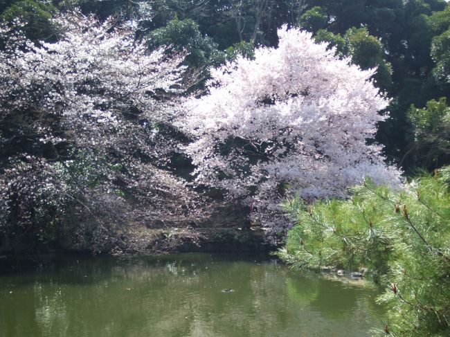 新宿御苑の桜です。<br />少し違う花も。<br />