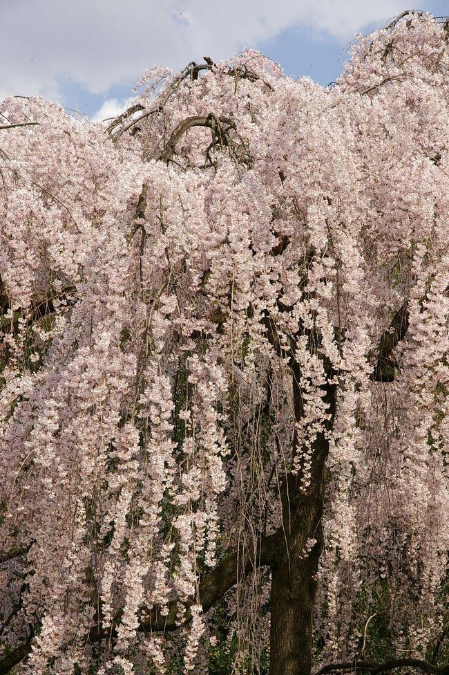 あまりのいいお天気に誘われて枝垂れ桜を見に京都御苑へ足を運びました。大正解！枝垂れ桜は満開です。<br /><br />蕾のだった桃も木蓮もさらには雪柳にレンギョウまでまるで春の祭典です。<br /><br />3時間30分の京都御苑散策。暫くぶりにゆっくりと楽しませてもらいました。