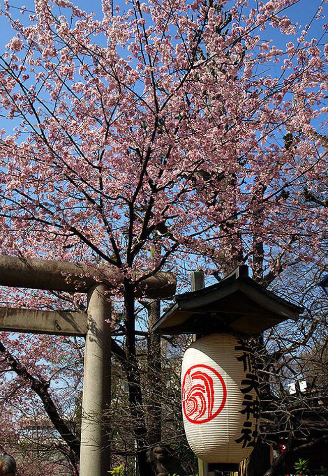 桜の咲き始めた上野へ<br />上野公園にある<br />韻松亭でお食事を頂きました
