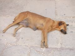 ■海外逃亡８■→エジプト…５日目ルクソール