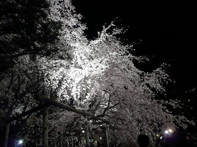 六義園の枝垂桜が見ごろだというので夜桜見物に行ってきました<br />できれば昼も行きたかったが仕事が・・・・<br /><br />それならライトアップだけでもと思っていってみるがものすごい人がいた<br /><br />一方あまり知られていないのか　染井吉野発祥の地は駅のすぐ近くにもかかわらずだれもいない<br /><br />私も10年近く駒込に住んでいたときは知らなかったが　前回3日間連続で　駒込〜巣鴨をうろついていたときに見つけたところだ<br /><br /><br />