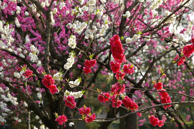 枝垂れ桜を堪能した後、先日は蕾だった桃林にやって来ました。<br />赤・白・ピンクの三色の桃の花の美しいグラデーションが青空に映えて綺麗でした。<br />普段は通り過ぎている厳島神社や宗像神社にも足を止め暫くぶりに広い範囲で御苑を歩きました。<br /><br />今日は3時間30分の御苑散歩です。帰る頃には少し日が傾いてきていましたが、豪華なお花見散歩となりました。<br /><br />
