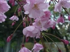 銀座で桜　数寄屋橋辺り