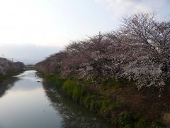 2008桜だより◆前川堤（京都府久御山町東一口）