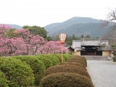 春の京都散策：勧修寺、随心院
