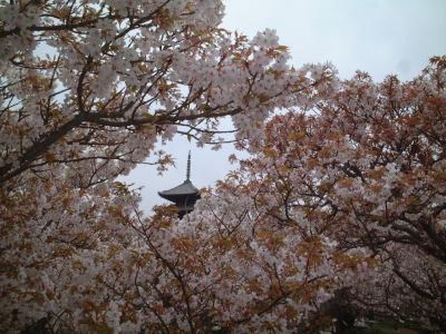遅咲きの「おたふく桜」と呼ばれる<br /><br />仁和寺へ