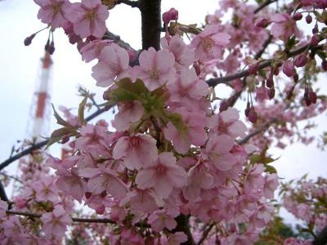 時間が開いたのでいわき市南部へドライブ。<br />さすがにまだ桜はと思いつつ春探しスタートです。