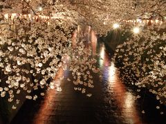 目黒川の夜桜