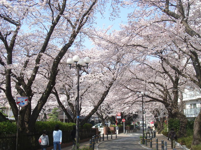 通勤途上といってもいつもは利用していないルートだが、満開を迎えた駅周辺の桜を見ながらの通勤も気分転換にいいかもと思い寄り道。梅に引き続き桜の満開を迎えると春到来を実感する。