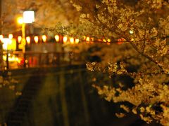 渋谷の隣、池尻大橋　目黒川の夜桜