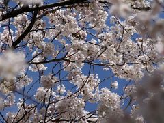 桜の季節 浜離宮庭園