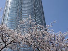 六本木ヒルズの足元　毛利庭園の桜