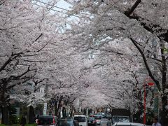 花見散歩０８～満開の桜に誘われて～