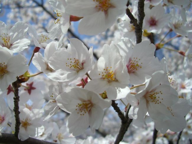 今日は朝から満開の桜を見に井の頭公園へ行ってきました。<br />本当は、まだ人の少ない早朝に出掛けよう!!! と前の晩には決意していたのですが、朝になるとなかなか起き出すことができず…『春眠暁を覚えず』の諺のとおりでした。<br />結局、９時頃に自転車で出掛けました。<br />それでも早い時間なので、人手は少ないだろう、と想像していたのですが、すでに人・人・人の山。びっくりしました。<br />満開の桜はとても綺麗で、時間を忘れて、癒されました。<br />ところが…、時間を忘れて桜を見ただけでなく、自転車をどこに置いたのか、すっかり忘れてしまい、ぐるぐると探す始末でした。<br />あー、どんくさい。彡