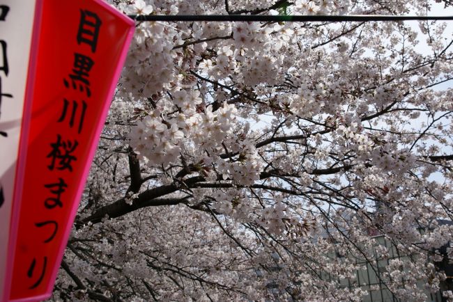 六本木で日比谷線途中下車の後、帰り道の乗換駅、中目黒も桜の評判良かったかなと、またまた途中下車。<br />何処で咲いているか知らないけど…と、改札出たら、皆さんいっせいに同じ方向に。きっと付いて行けば桜に遭えるのでしょう。<br /><br />※　六本木の桜はこちら<br />http://4travel.jp/traveler/hhb00102/album/10228650/<br />