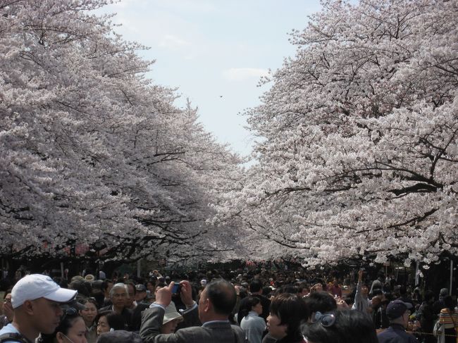 上野公園⇒東京国立博物館⇒上野東照宮⇒不忍池弁天堂⇒旧岩崎邸庭園⇒骨董市⇒アメヤ横丁（アメ横）⇒多慶屋