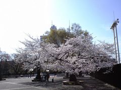 桜がまぶしい代々木公園の朝