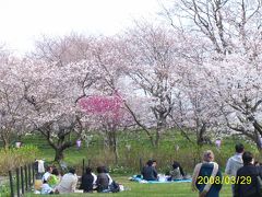 権現桜　3月29日2008年