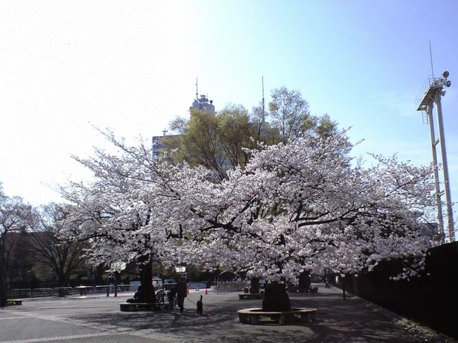 土曜日の早朝なので、花見客もいない代々木公園。<br />