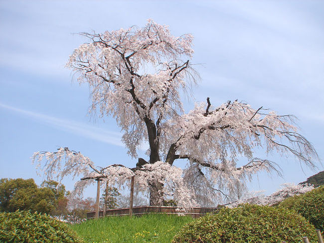 2008年の花見記録です。<br /><br />3/29：京都御苑・本満寺・祇園白川・醍醐寺・地蔵禅院<br />4/5：平野神社・法金剛院・円山公園・知恩院・城南宮・枳殻邸・清水寺<br />4/6：インクライン・南禅寺・京都府立植物園<br />4/13：京都御苑