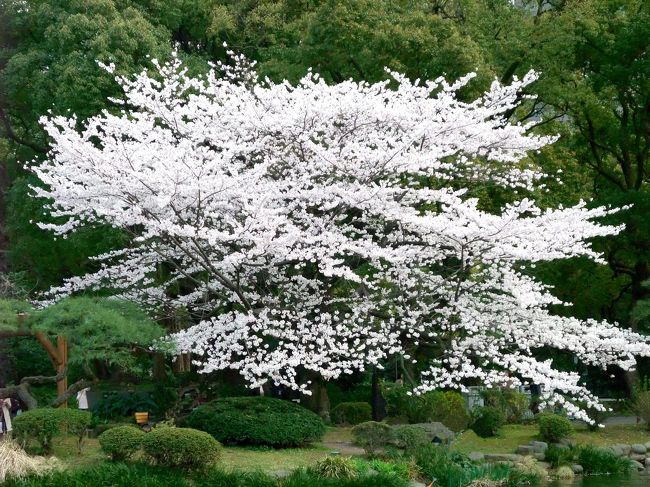 東京の桜の開花宣言からちょうど1週間。日比谷公園は桜の本数は多くはないけれど、駅からも近く気軽に行ける場所なのが嬉しい。混んでないですし。「雲形池と鶴の噴水」は紅葉の季節も良いけれど、この季節も美しい♪