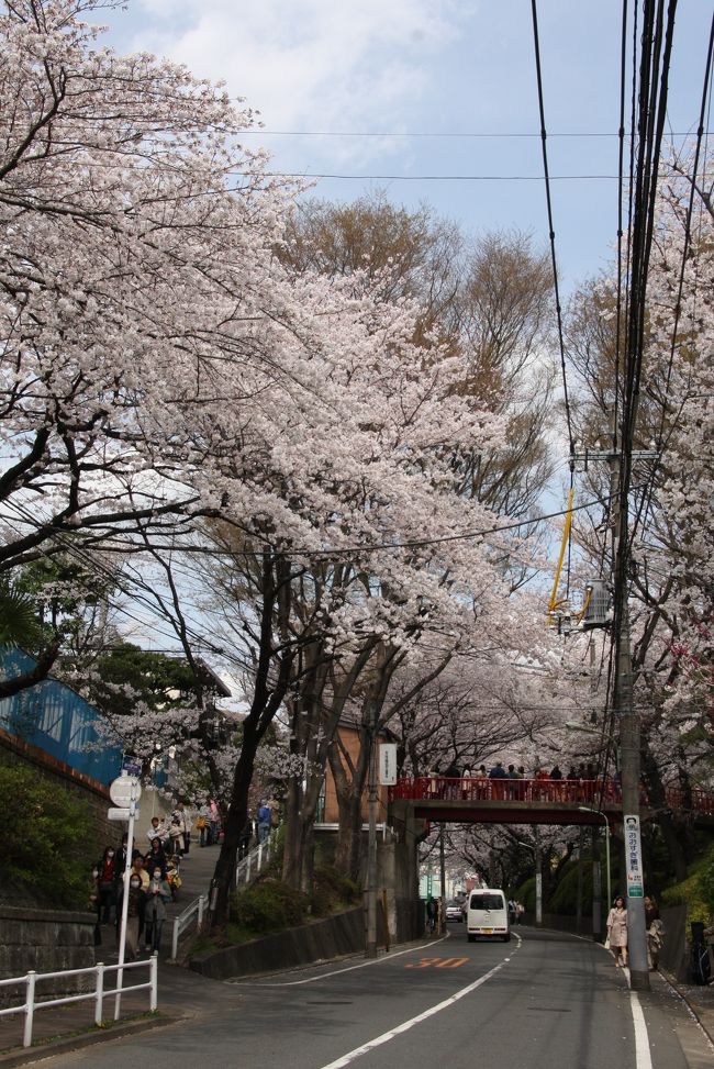 桜の花が満開となった土曜日、多摩川台公園から桜坂、田園調布、自由が丘と桜を愛でながら散歩しました。<br /><br />東京都内の桜の名所は、人・人・人。<br />多摩川台から桜坂は、そんな中でも比較的空いていて、狙い目です。<br />田園調布から自由が丘までは、おまけでしたが、なかなか楽しい散歩になりました。<br /><br />