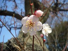 都立武蔵国分寺公園・お鷹の道・・散策