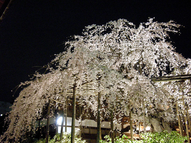 満開となった玉蔵院の枝垂桜を観に夜桜見物。開幕早々の監督交代もあり、今ひとつ調子が出ていないレッズも明日のホームでの試合で「満開」となるか！？