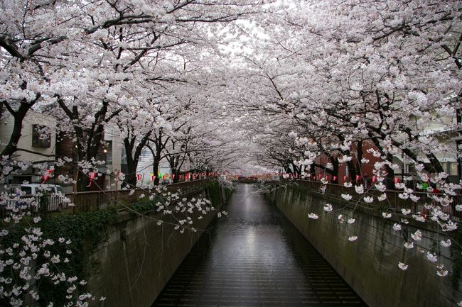 目黒の桜をここ４トラヴェルにアップするのは３度目になりました。<br />今年も桜のシーズン到来　花びらが開きだしたらあっという間に満開になってしまいました。<br />今週は忙しくてちょっと出遅れてしまい、今朝あわててカメラを持って眺めてきました。<br />今年の桜もきれいだなあ。<br />桜を見てると思わず日本に生まれてよかったと思ってしまうのは私だけでしょうか・・・。<br />４月２日満開を過ぎて散り始めた頃、新しいカメラを購入しました。<br />撮りおろしに会社帰りに夜桜見物に行って来ました。<br />初めて使うCANON　40D　まだ満足できるものは撮れませんでしたが、追加アップしてみました。