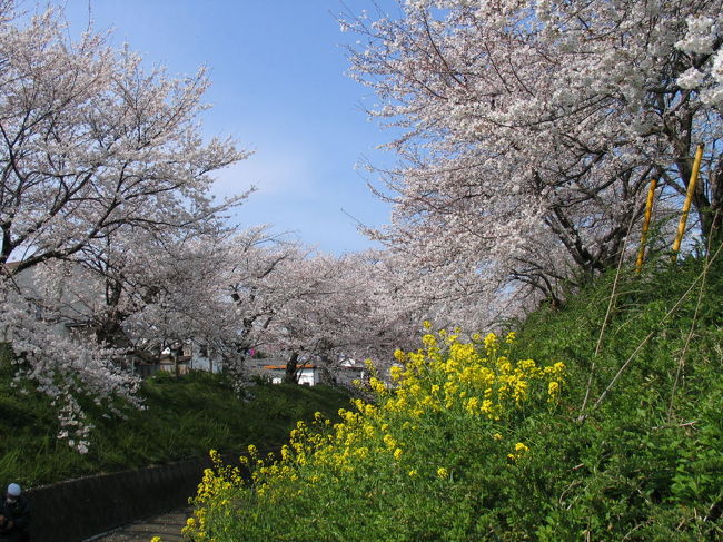 毎年　立派な桜を咲かせてくれます。<br /><br />さくらって　人を和ませてくれますね。<br /><br />ありがとう！！！