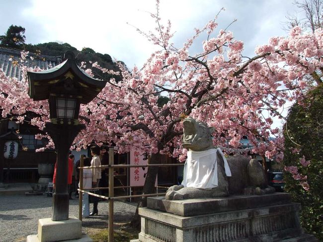 今週末は桜日和。<br />嫁と子供と３人で、京都に桜を見に行くことにしました。<br />とりあえず、嵐山を目的も無くぶらぶら散歩してみました。<br /><br />年末に引越しをして京都が近くなったので、これからも暇を見つけては、京都をいろいろ廻ろうと思ってます。<br /><br />１．阪急嵐山駅に到着。電車でゴトゴトお出かけというのも、のんびりしていて、いいもんですねぇ。<br /><br />２．早速腹ごしらえです。阪急嵐山駅の近くにある、ちりめん山椒を売りにしている店「毬りん」へ。開店したててで、オープン4日目だったそうです。いいお店でした。<br /><br />３．法輪寺へ立ち寄ってみる。<br /><br />４．嵐山といえば、渡月橋。<br /><br />５．ブラブラとお散歩。すれ違う人力車や、町中に咲く桜などに立ち止まりながら、のんびりと歩きます。<br /><br />６．天龍寺に着きました。庭園に入ってみます。大人一人500円なり。500円の価値はあったかな。きれいな庭園でした。のどかです。<br /><br />７．天龍寺の北側の出口を出て、竹林の中の小道を抜けます。<br /><br />８．トロッコの嵐山駅を発見。乗らなかったですが、やがて子供が２〜３歳になったら、乗りに来てみよう。<br /><br />９．常寂光寺へ立ち寄ってみます。<br /><br />１０．二尊院へも行ってみるが、午後4時半を超えていたので、閉門。残念。ま、また今度くればいっか。ということで近所の喫茶店でお茶＆わらび餅。うめ〜。<br /><br />１１．JR嵯峨嵐山駅までテクテク歩き、京都駅へ行き、伊勢丹で買い物＆飯食って、帰りました。<br /><br />いや〜。のんびりとした休日を京都を散歩して過ごすなんて、すごく贅沢な気分です。また来よう。