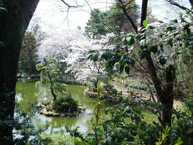 ここは、井の頭線の神泉駅に近い、亀がたくさんいる小さな公園です。<br /><br />以前は通勤の途中に寄ったりしていたので、四季それぞれの顔を見てきましたが、やはり桜の公園です。<br /><br />