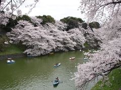 桜満開：千鳥が淵～北の丸公園