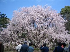 桜～２００８～ｉｎ六義園