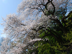 北本桜の旅、エドヒガンと石戸蒲ザクラ