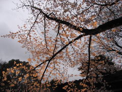 桜の季節がやって来た　　高輪から日枝神社・青山墓地へ     TOKYO - cheery blossom