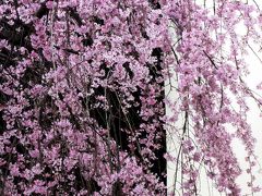 桜輪行-3　文学の道･里見公園　☆気ままに寄り道・花咲く処 