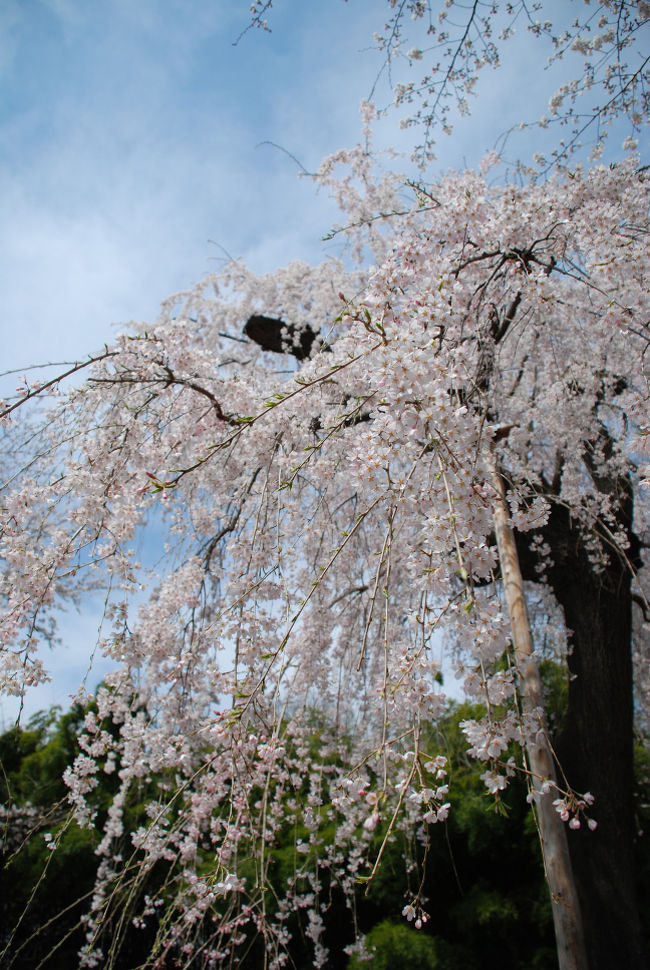 先ほどの北本市とは隣あっている桶川市。しかも北本自然観察<br />公園からならほんの数分の距離に現在では廃寺となっている<br />普門寺跡があります。<br /><br />ここにも市の天然記念物に指定されている美しいシダレザクラが<br />あります。どこまでも続く田畑の風景を走ると石戸蒲サクラから<br />数分で普門寺に着くことができます。<br /><br />この桜を見るために多くの人がここを訪れ、大切に守られている<br />桜に感動を覚えます。<br />本当に青く美しく晴れ渡る空一面に広がる桜の風景が、<br />見ている私を幻想的な雰囲気で包み込み、柔らかく暖かな<br />桜のローブをまとったかのような気分にさせてくれます。<br /><br />今年この桜を見ることが出来て本当に良かったと思わせる<br />素晴らしい桜でした。