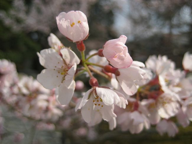 桜の咲き始めた春の京都へ行ってきました。名所を見て歩き、美味しいものを食べて大満足の京都旅行になりました。