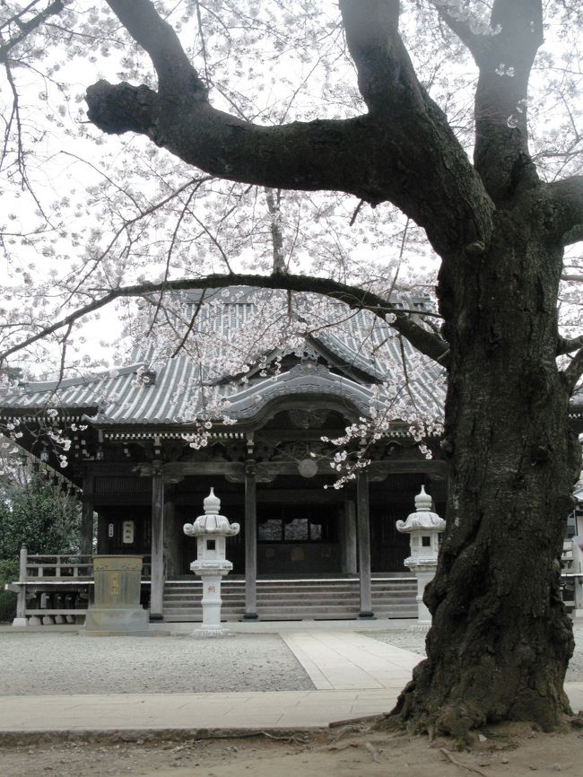 瀧不動・星影神社に自転車で行きました。近在にも桜名所はあります。花咲く頃に訪れると素晴らしさを再認識できます。