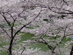 桜・・・　サクラ・・・